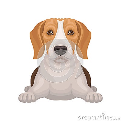Cute beagle with shiny eyes lying isolated on white background. Small hunting dog with adorable muzzle. Flat vector Vector Illustration