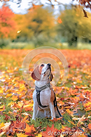 Cute beagle sits in anticipation of falling autumn leaves Stock Photo