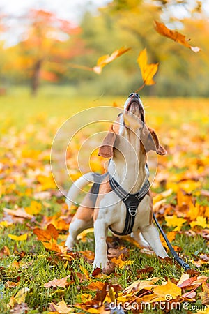 Cute beagle sits in anticipation of falling autumn leaves Stock Photo