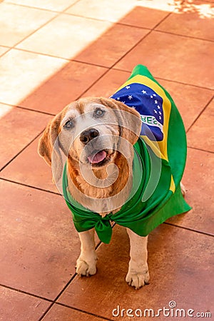 Cute Beagle With Yellow Glasses and Flag Cheering for Brazil to be the Champion Stock Photo