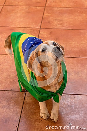 Cute Beagle With Yellow Glasses and Flag Cheering for Brazil to be the Champion Stock Photo