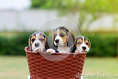 Cute Beagles Stock Photo