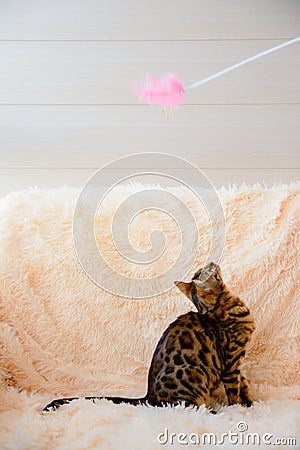 Cute beautiful Bengal cat on the carpet Stock Photo