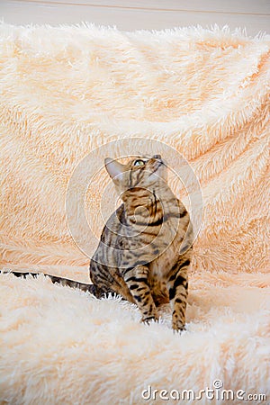 Cute beautiful Bengal cat on the carpet Stock Photo