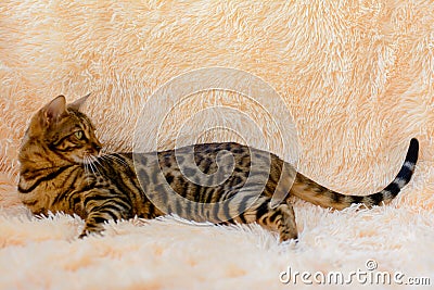 Cute beautiful Bengal cat on the carpet Stock Photo