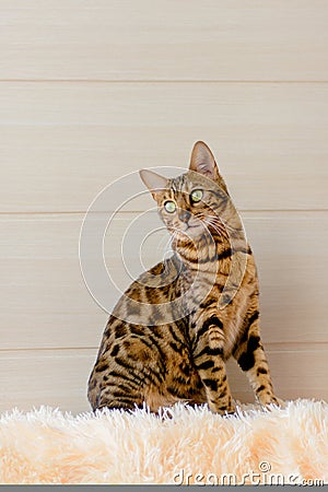 Cute beautiful Bengal cat on the carpet Stock Photo