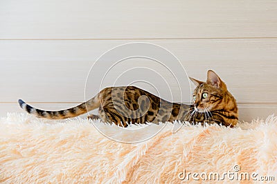 Cute beautiful Bengal cat on the carpet Stock Photo