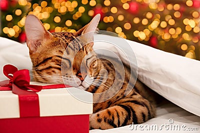 Cute beautiful bengal cat sleep by Christmas tree on gift box,pet lying on present under white warm blanket,on bed at Stock Photo