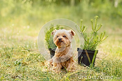 cute beautiful dog Small Yorkshire terrier walking in the park Stock Photo