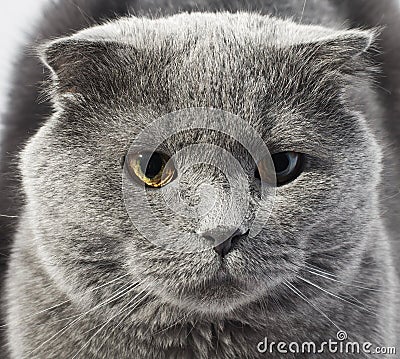 Cute beautiful grey cat Stock Photo