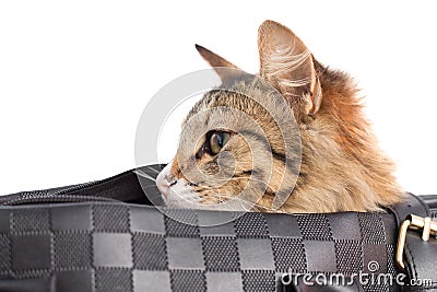 Cute beautiful kitten in a bag Stock Photo