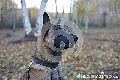 Cute belgian sheepdog is sitting on a autumn foliage in the park. Close up. Pet animals Stock Photo