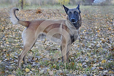 Cute belgian sheepdog is standing in the autumn park. Close up. Pet animals Stock Photo