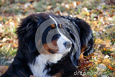Cute bernese mountain dog puppy is lying on a autumn meadow. Berner sennenhund or bernese cattle dog. Three month old. Stock Photo