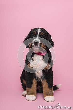 Cute Bernese Mountain dog wearing a pink scarf on a pink background Stock Photo