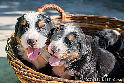 Cute Bernese Mountain Dogs puppies Stock Photo