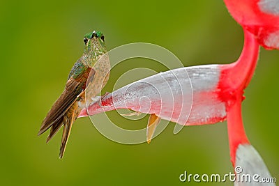 Cute bird sitting on a beautiful red Heliconia flower, tropical forest, animal in nature habitat. Wildlife scene from nature. Fawn Stock Photo