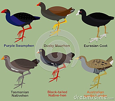 Cute bird vector illustration set, Purple Swamphen, Dusky moorhen, Coot, Native-hen, Crake Cartoon Illustration