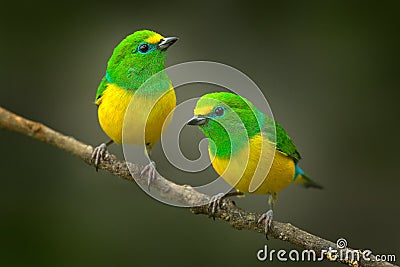 Cute birds. Beautiful tanager Blue-naped Chlorophonia, Chlorophonia cyanea, exotic tropical green songbird from Colombia. Wildlife Stock Photo