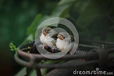 Cute birds Stock Photo