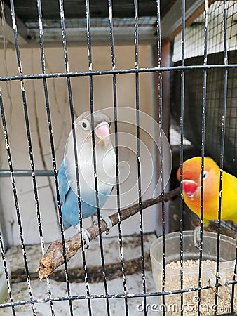 Cute birds in a steel cage Stock Photo