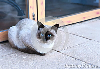 Cute birma cat Stock Photo