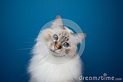 cute birman cat head tilt portrait Stock Photo