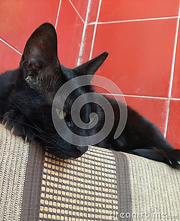 A cute black cat resting on a soffa Stock Photo