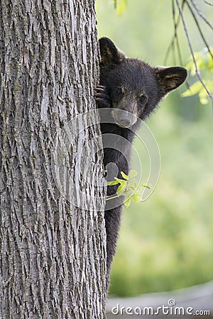 Cute Black Bear Cub Stock Photo