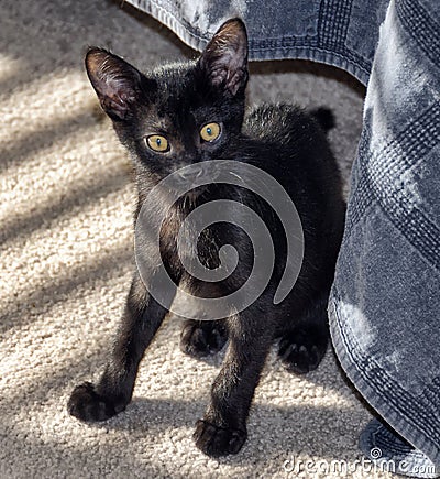 Cute black Bombay kitten comes from under bed and looks at camera. Stock Photo