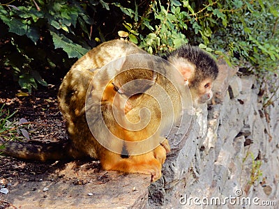 Cute black-capped squirrel monkey with sleeping baby on her back Stock Photo