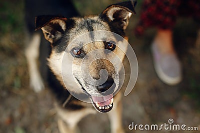 Cute black dog from shelter with amazing looking eyes in belt po Stock Photo