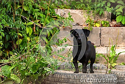 Cute black dog stands outside in nature Stock Photo