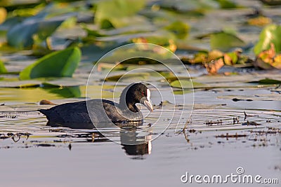 Cute black duck Eurasian Coot / Fulica atra Stock Photo