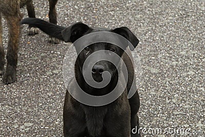 Cute black and grey dogs Stock Photo
