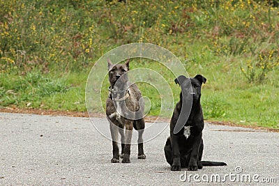 Cute black and grey dogs Stock Photo