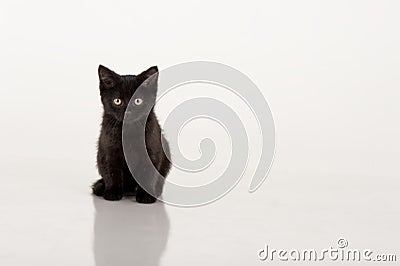 Cute black kitten against white background Stock Photo