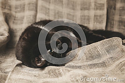 Cute Black Kitten with Yellow Eyes Relaxing on Linen Blanket art Stock Photo