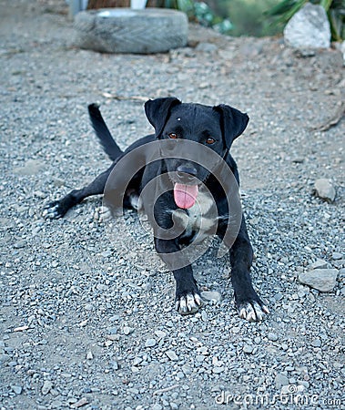 Cute black Patterdale Terrier dog lying on the asphalt ground Stock Photo