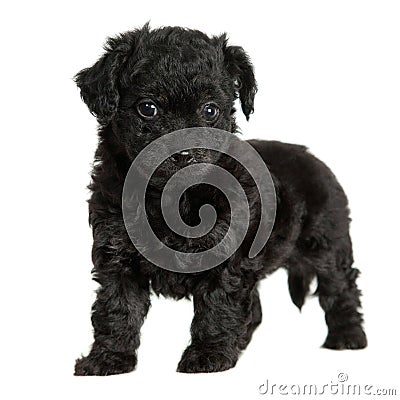 Cute Black Puppy Stock Photo