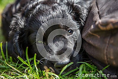 Cute Black Puppy Dog Sleeping on Grass By a Cushion Stock Photo