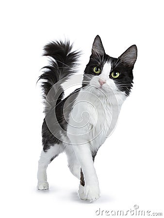 Cute black smoke with white Turkish Angora cat walking isolated on white background with tail in the air and looking to the side Stock Photo