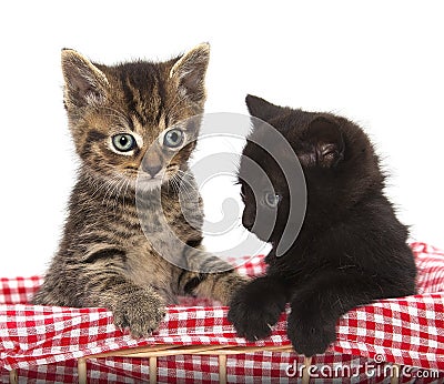 Cute black and tabby kittens Stock Photo