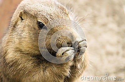 Cute Black-Tailed Prairie Dog Cynomys ludovicianus close head shot portrait with hands next to mouth Stock Photo