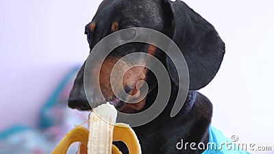 dachshund eating banana