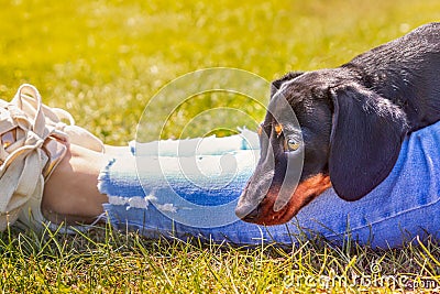 Cute black and tan miniature Dachshund puppy lying with his head on the legs of a lady with light blue frayed cropped jeans Stock Photo