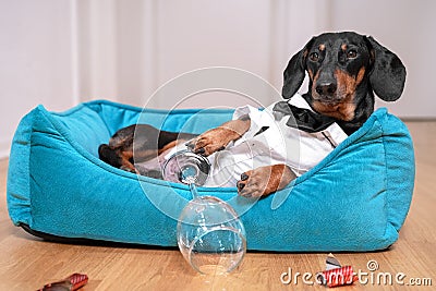 Cute black and tan shorthaired dachshund, lying in his blue nest and wearing black tie costume, with empty wine glass and many can Stock Photo
