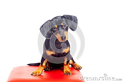 Cute black and tan teckel dachshund puppy Stock Photo