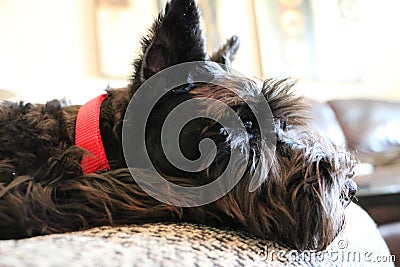 Cute Black 16 weeks Old Miniature Schnauzer Puppy Relaxing Stock Photo