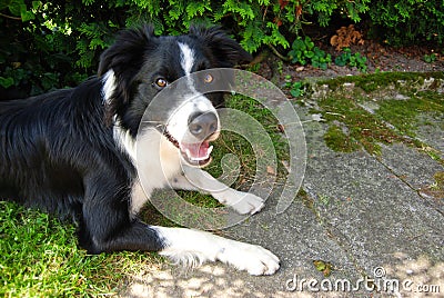 Cute dog - Border Collie, Czech Republic, summer Stock Photo